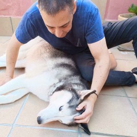 Reiki for pets