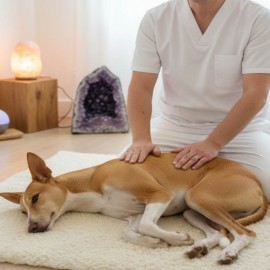 Reiki for pets